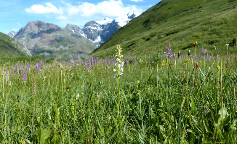 Nigritella cenisia e Nigritella rhellicani  Savoia francese   luglio 2023.